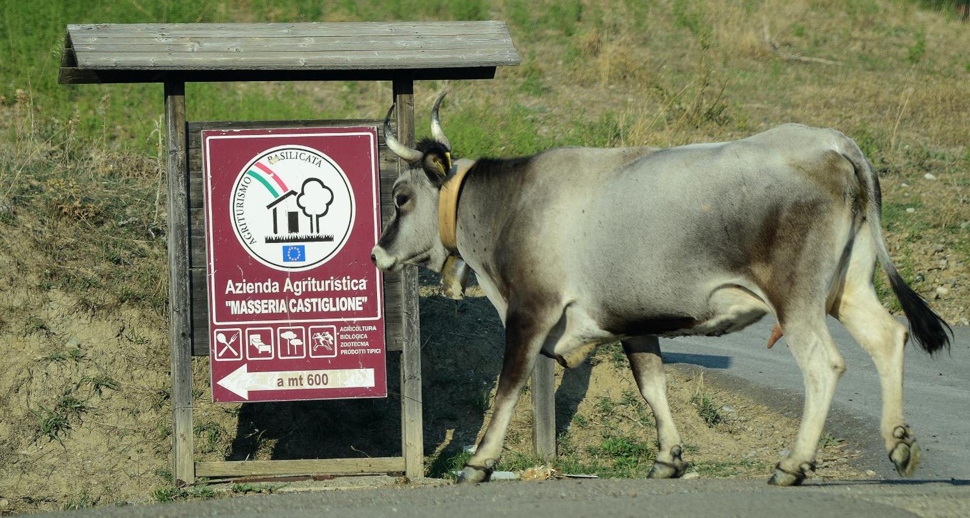 Agriturismo Masseria Castiglione Gallicchio Zewnętrze zdjęcie